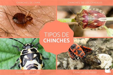 9 tipos de chinches